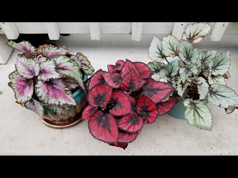 Begonias Rex: Cuidados esenciales para su belleza