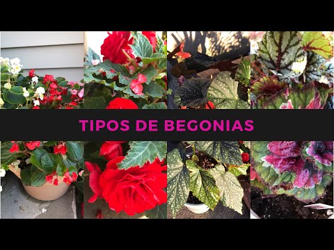 Begonias: Plantas exuberantes para el hogar
