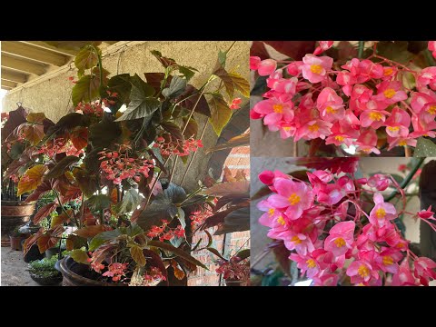 Begonias ala de angel: Belleza y cuidados para tus plantas