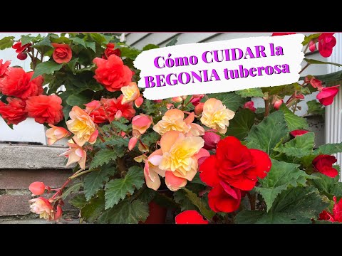 Begonias tuberosas colgantes: belleza en macetas suspendidas