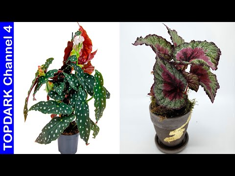 Diferentes tipos de begonias: descubre las variedades más hermosas