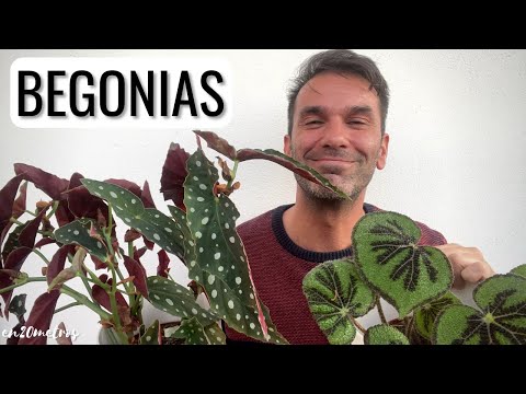 Begonias de exterior: consejos de cuidados