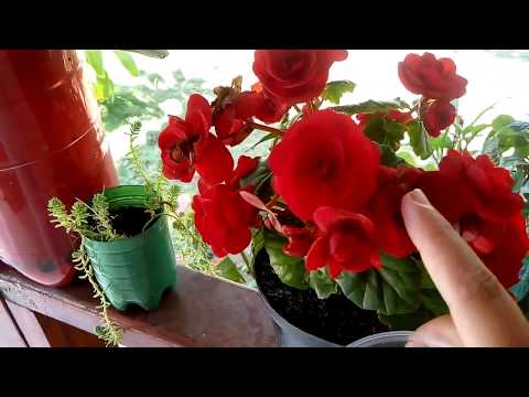 Begonias Elatior: Consejos de cuidado para tener plantas saludables