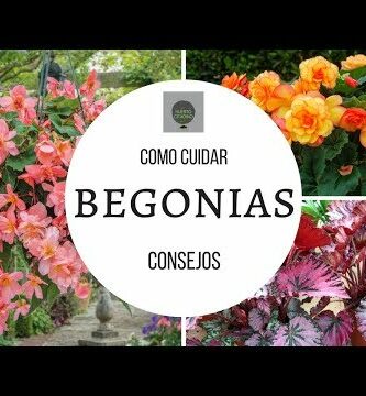 Poda de Begonias: Guía completa para cuidar tus plantas