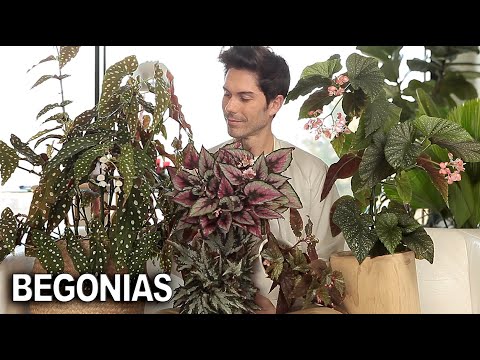 Begonias Maculata: La Exquisita Belleza de estas Plantas de Interior