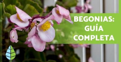 Begonias: Cuidados esenciales para un cultivo exitoso