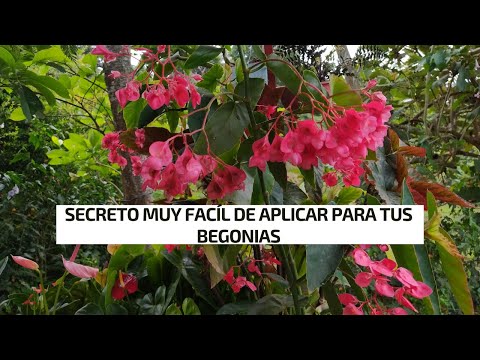 Begonias rojas: La belleza en tu jardín