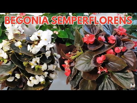 Descubre la belleza de las flores Begonias: consejos y cuidados