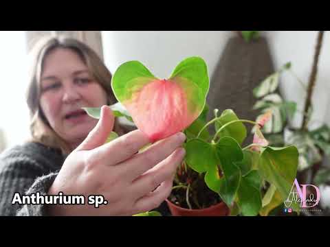 Compra begonias online: la mejor selección de plantas para tu hogar