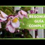 Cómo cuidar las begonias: Guía práctica de cuidado