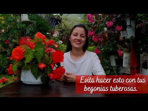 Begonias de bulbo: belleza en floración