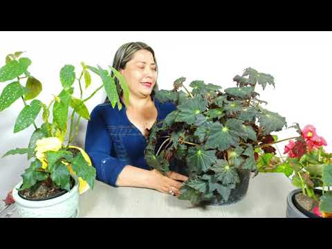 Tipos de Begonias: Guía completa para cultivar y cuidar estas hermosas plantas