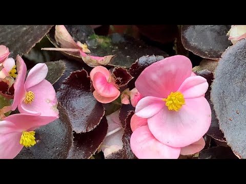 Scarlet Begonias: La guía definitiva para cultivar y cuidar estas hermosas flores