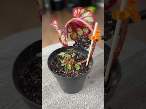 Reproducir begonias por hojas: guía práctica