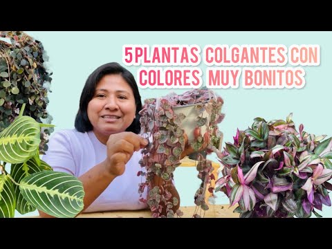 Begonias colgantes: belleza y color en tus espacios