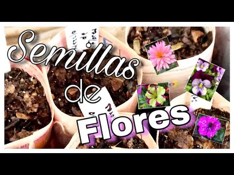 Semillas de Begonias: La mejor opción para cultivar hermosas flores