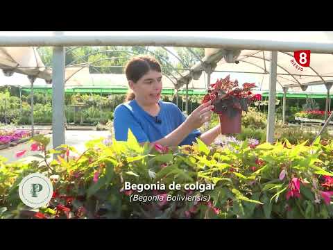 Begonias antiguas: encuentre variedades únicas en viveros
