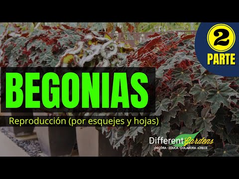 Begonias bulbos: la belleza y facilidad de cuidado en tu jardín