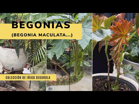 Begonias fibrosas: descubre las variedades y cuidados