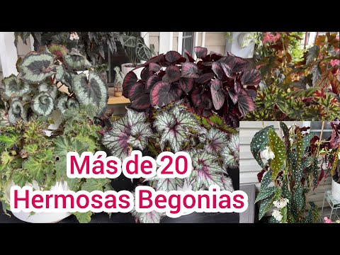 Begonias: Todo lo que necesitas saber sobre estas hermosas plantas