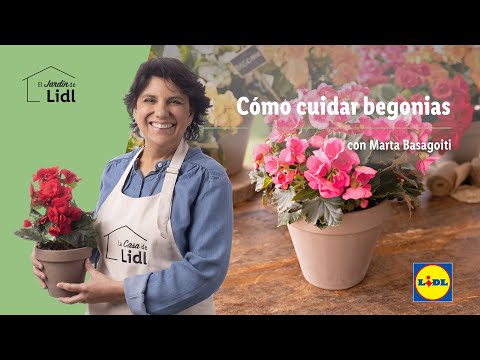 Comprar begonias en España: ¡Encuentra las mejores opciones!