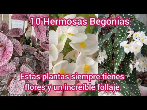 Begonias Rex: Encanto y Belleza en Estas Plantas Exóticas