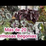 Tipos de Begonias de Interior: Descubre las variedades más populares