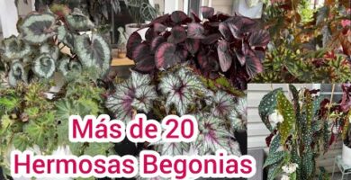 Tipos de Begonias de Interior: Descubre las variedades más populares