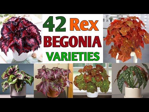 Descubre las fascinantes variedades de begonias rex