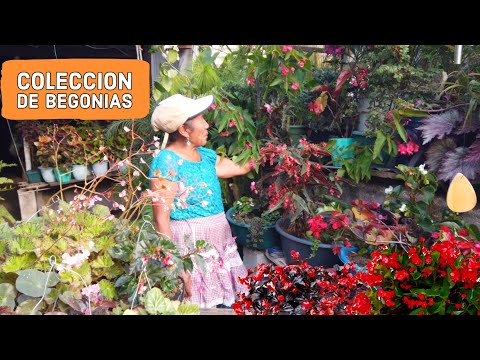 Begonias de colección: la elección perfecta para tu jardín