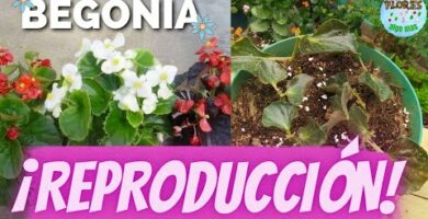 Reproducir begonias: guía completa y fácil paso a paso