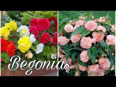 Begonias fotos: belleza natural en imágenes