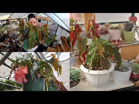 Begonias: Plantas de interior y exterior