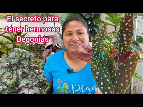 Begonias raras: descubre estas joyas botánicas