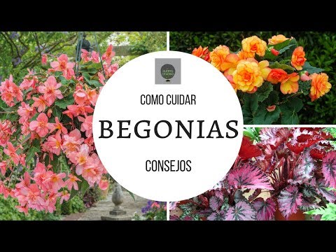 Begonias: Consejos para cultivarlas en sol o sombra