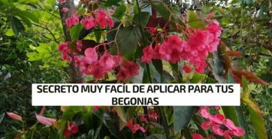 Begonias de exterior: descubre el precio ideal para tu jardín
