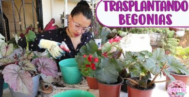 Trasplantar begonias: Guía completa y consejos útiles