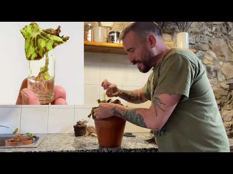 Reproducir begonias por hojas en agua: Método sencillo y eficaz