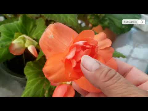 Bulbos de begonias: la guía definitiva para cultivar estas hermosas flores