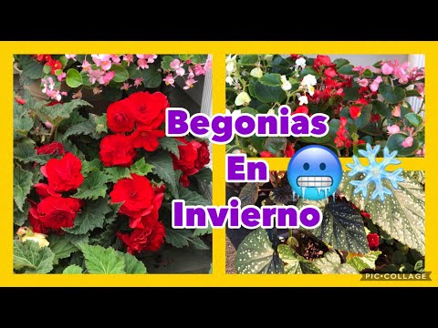 Begonias en invierno: consejos para cuidarlas y mantenerlas hermosas