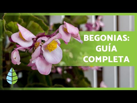 Begonias flores: Variedades, cuidados y consejos para su cultivo