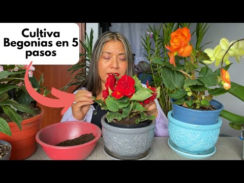 Cultivo de begonias en maceta: guía práctica para principiantes